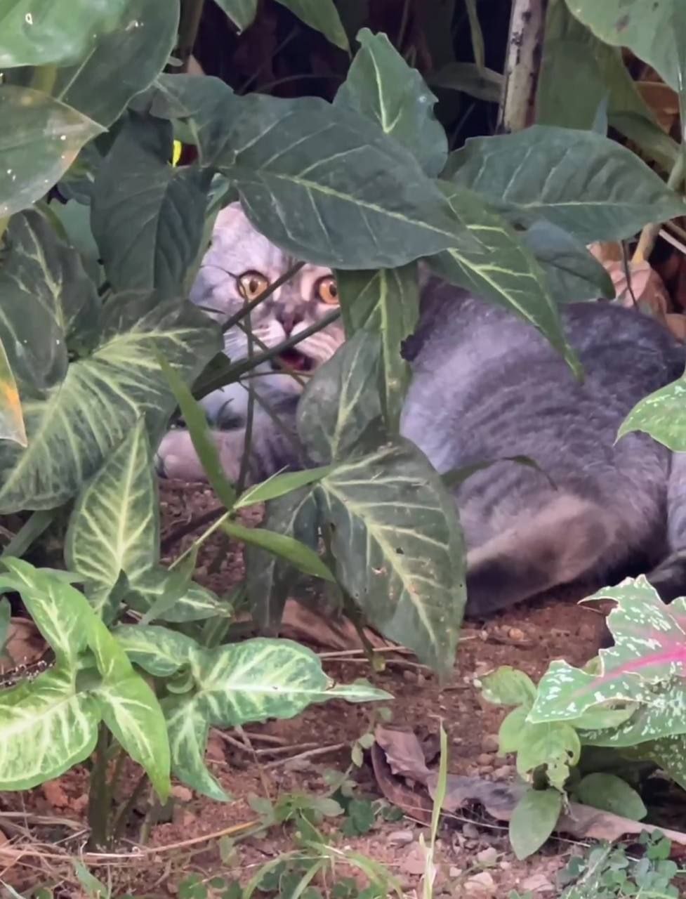 Нашли фотку с Финном двухлетней давности из Тая.