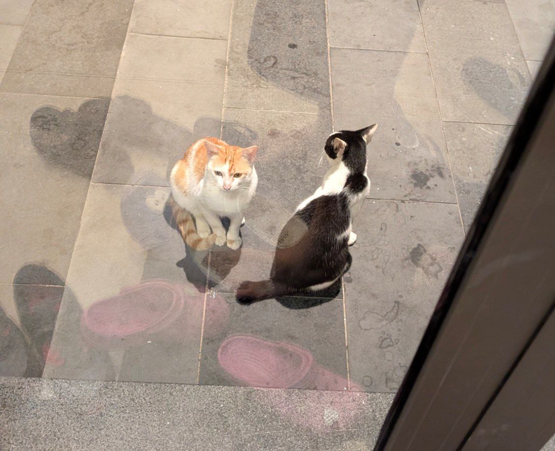 У нас появилась замена Финну и Канеки